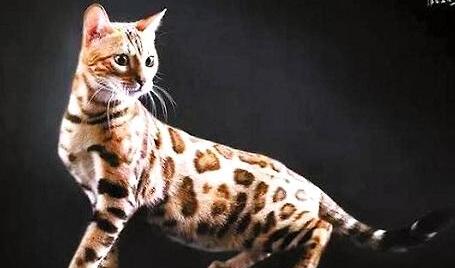 孟加拉豹猫你不知道的这些事？