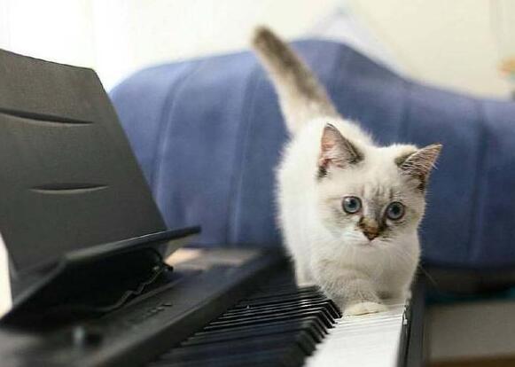 网友养了一只曼基康猫，它腿腿短也就算了，居然还这么……