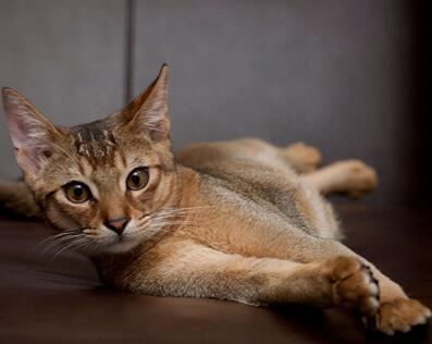 阿比西尼亚猫的生长习性 它们很通人性