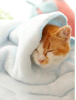 猫咪小被子猫毯子猫用睡垫专用地垫四季毛毯床垫猫笼平台幼猫垫子（测试数据）