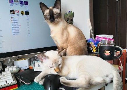千万别让猫靠近电脑，因为…… 