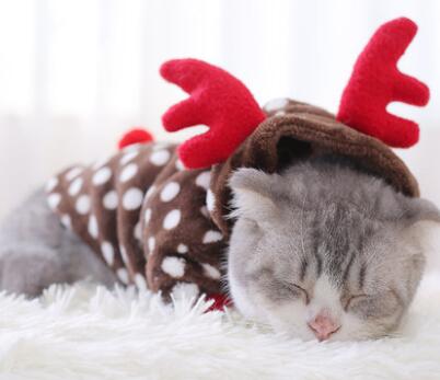小猫咪衣服女秋冬装猫猫小型幼猫蓝猫可爱小奶猫加菲猫的宠物服装（数据测试）