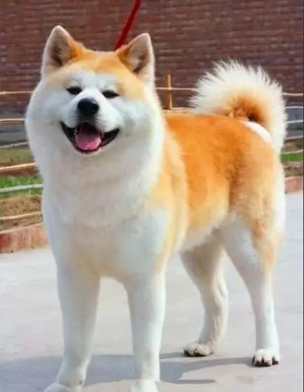 普京的狗秋田图片