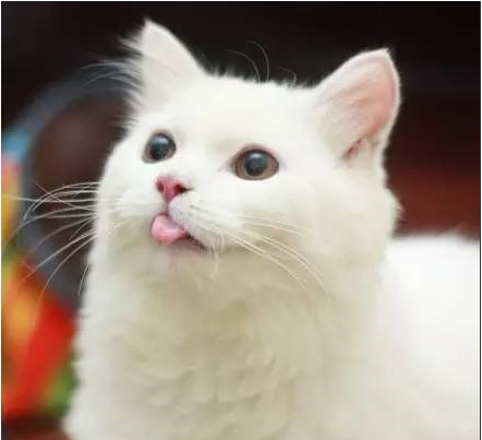 【网友分享】哇，这只菲律宾波斯猫真漂亮呢！咦？