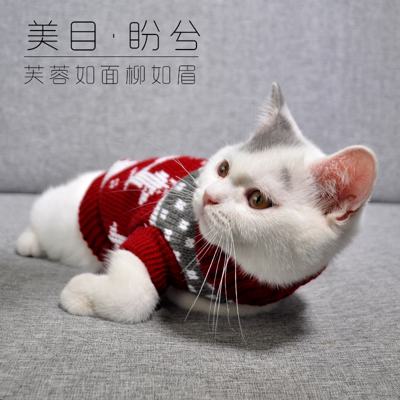 猫咪衣服宠物英短猫衣服幼猫秋冬装暹罗猫高领无毛猫冬季保暖毛衣（数据测试）
