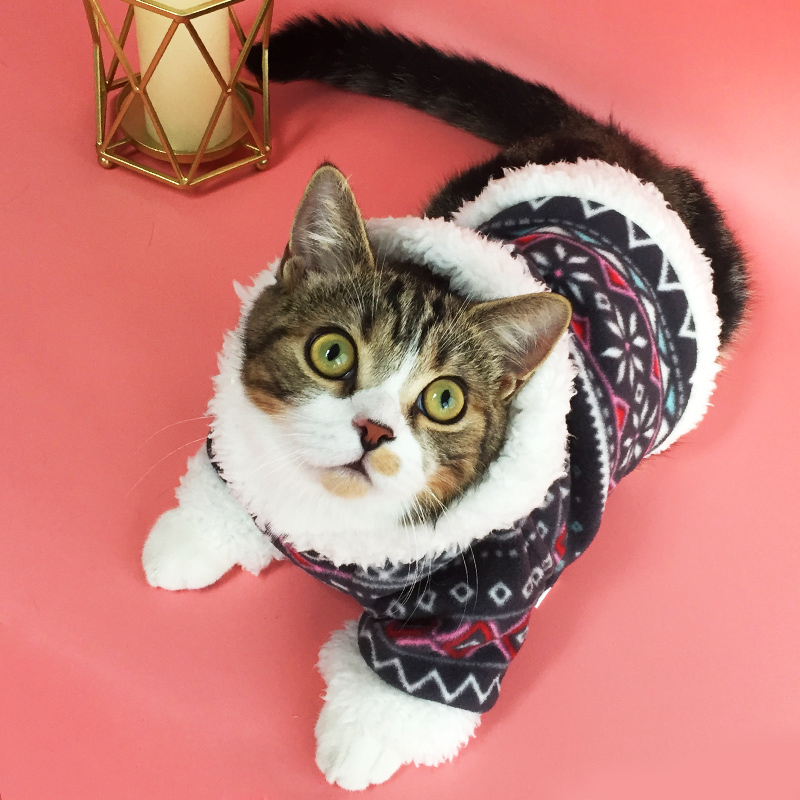猫猫衣服猫咪秋装厚款秋冬装泰迪幼猫衣服小猫服饰