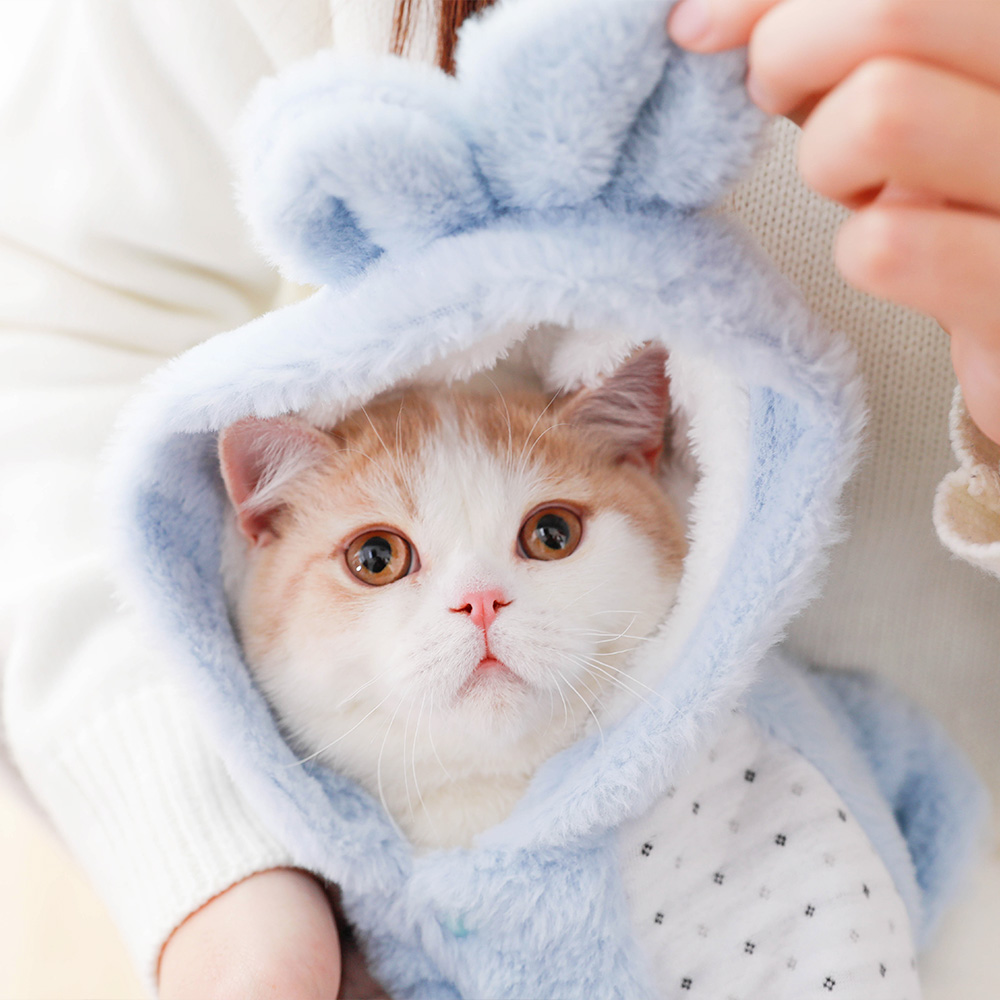 宠物幼猫金吉拉东方折耳布偶美短英短猫咪的搞笑可爱冬装保暖服饰
