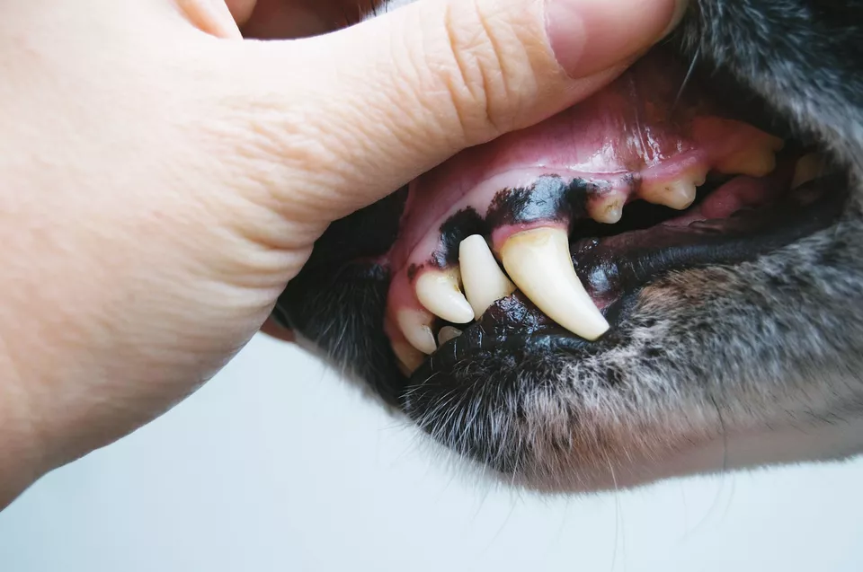 狗的牙龈颜色变化预示着狗狗健康问题吗？