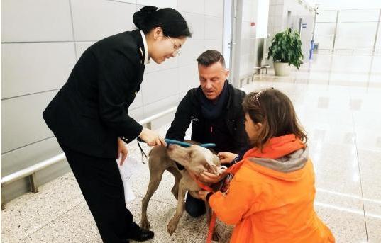 宠物新政实施首月 上海浦东国际机场入境宠物骤增