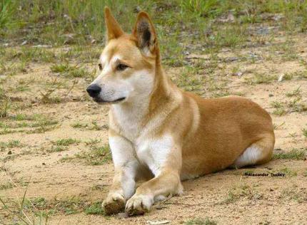 湖北拟规定小区禁养35种宠物狗 中华田园犬也被禁