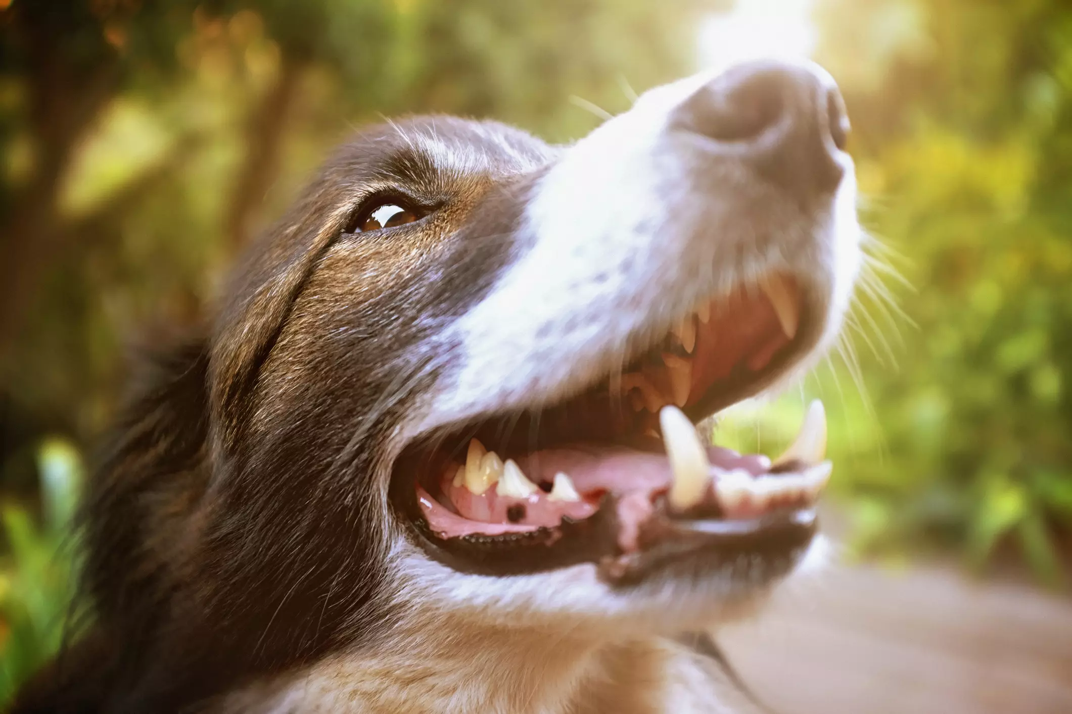 如果狗狗牙齿松动怎么办？