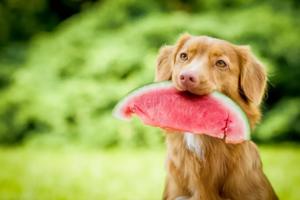 狗可以吃哪些水果？