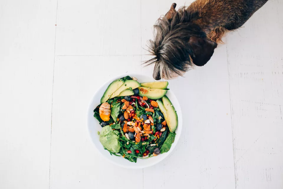 狗可以吃生菜吗？