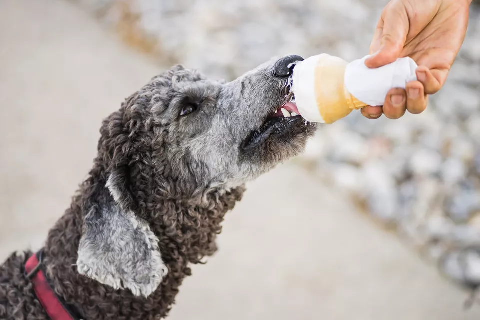 狗可以吃冰淇淋吗？