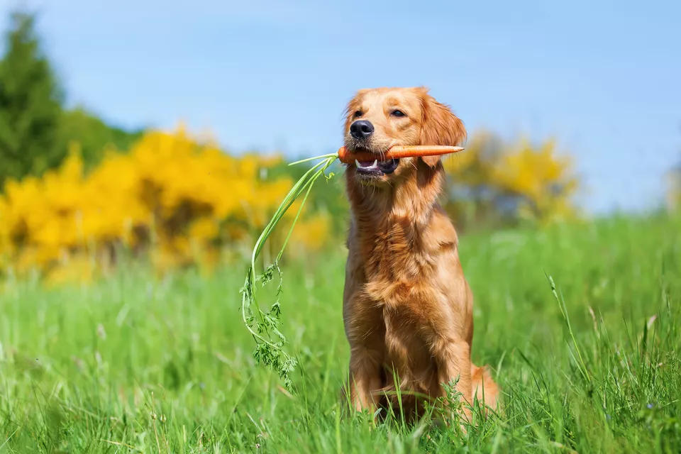 我的狗可以吃胡萝卜吗？