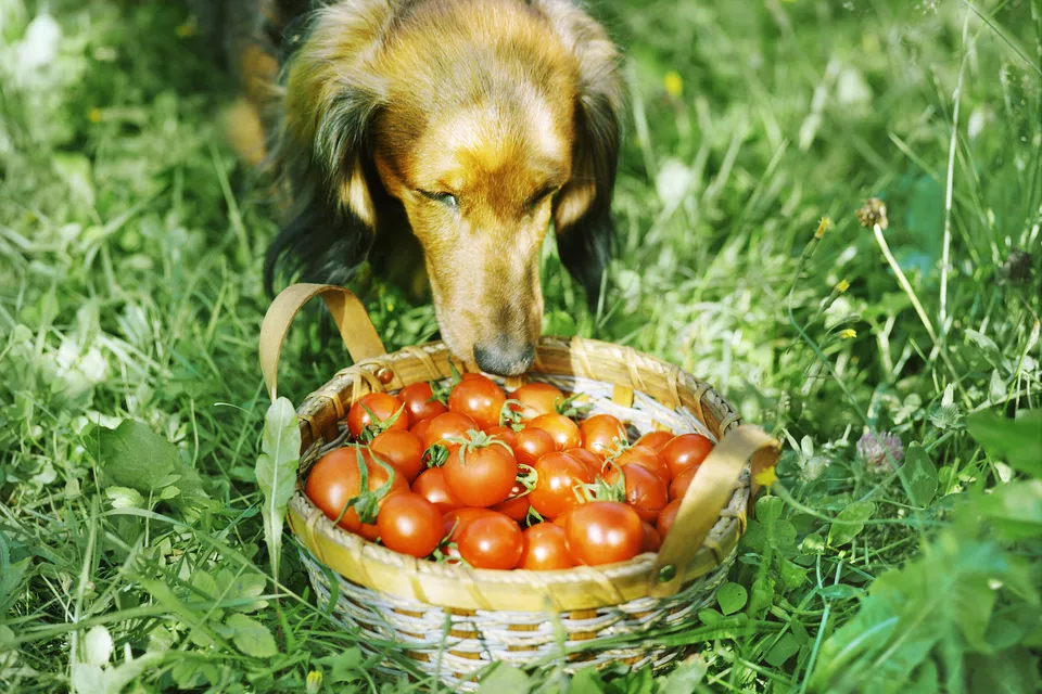 我的狗可以吃西红柿吗？