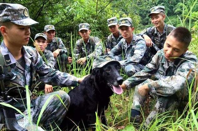 警犬训导员和警犬完成最后一次训练后含泪退伍：再见了，我的战友 