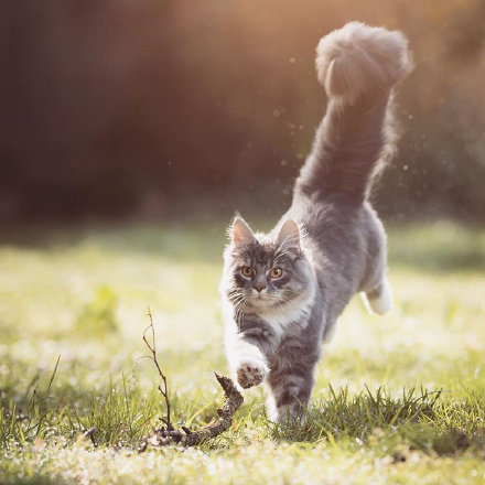 草地上奔跑的猫咪