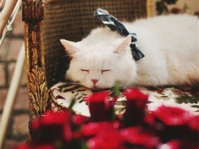 暹罗猫常见疾病和治疗方法