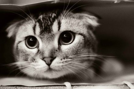 猫咪眼睛护理，猫咪眼中的世界