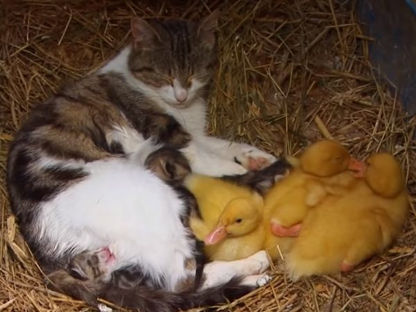 猫咪把鸭子当作自己的孩子来喂养