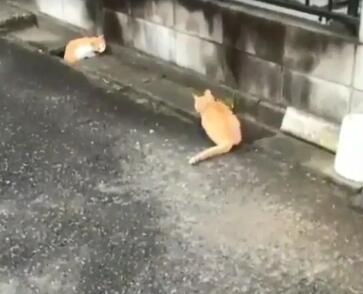 两只可爱的橘猫在水沟里打闹被拍了下来