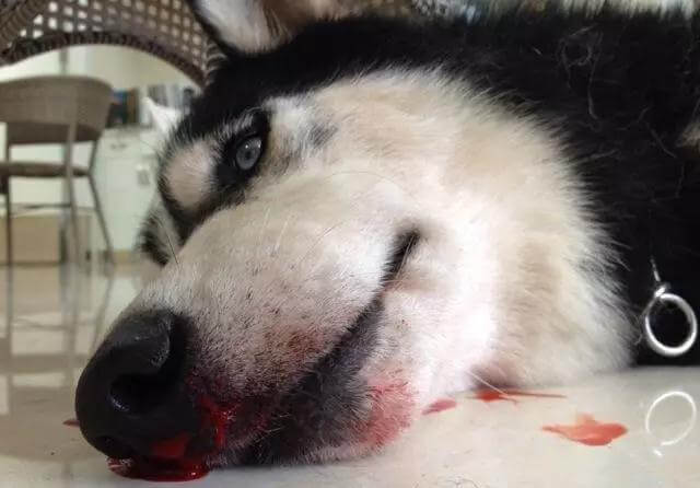 狗的鼻子突然流血是什么情况