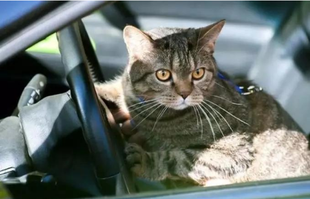 喜欢坐车的猫儿见过不？