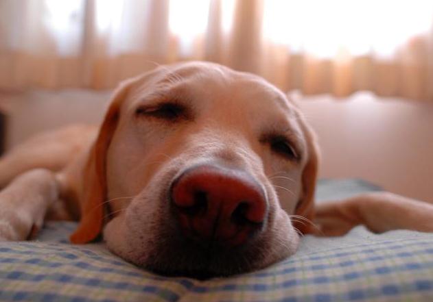 狗狗和人类一样都是晚上睡觉吗？需知爱犬更爱白日觉，别打扰更好 