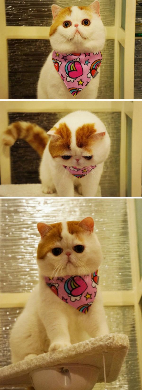 网友分享的一组非常可爱的加菲猫
