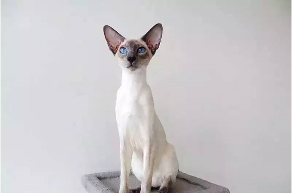 泰国著名贵族猫，暹罗猫