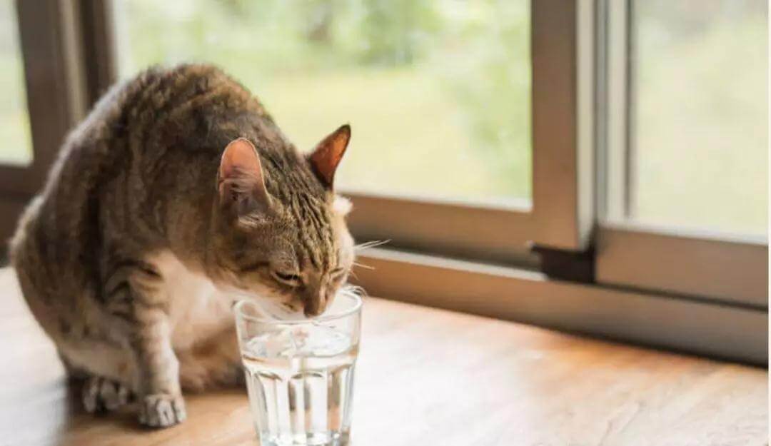 宠物每天要喝多少水你真的知道吗？