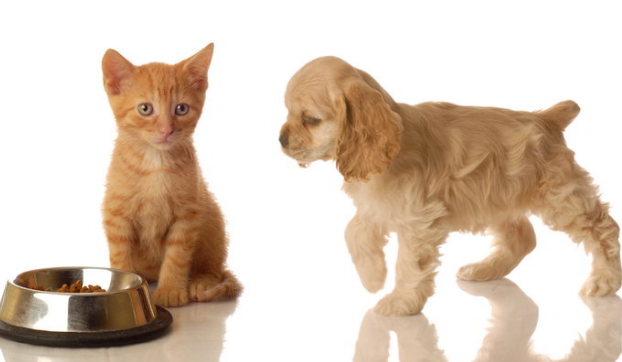 猫咪狗狗吃了人的食物，出现呕吐发病的情况，可以直接喂食肠胃宝吗？ 