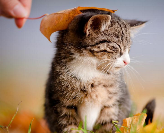 如果不吃猫粮，营养能够均衡么。别慌，小编告诉你