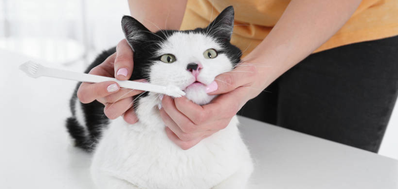 怎么给猫咪刷牙！
