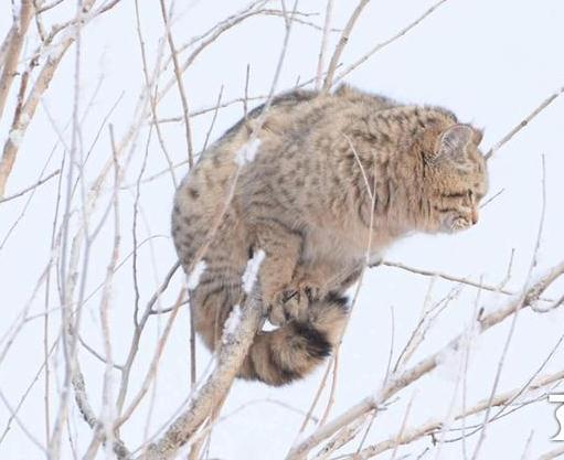 何方“大猫”树梢打盹？竟是草原斑猫！它敢与狼较量 