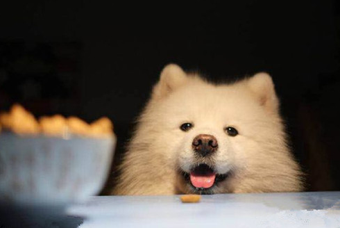【养狗经验分享】成年萨摩挑食怎么办，成年萨摩耶挑食饿可以改正吗 