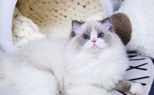 世界上最可爱的3种猫咪，布偶猫榜上有名，让人忍不住想养！