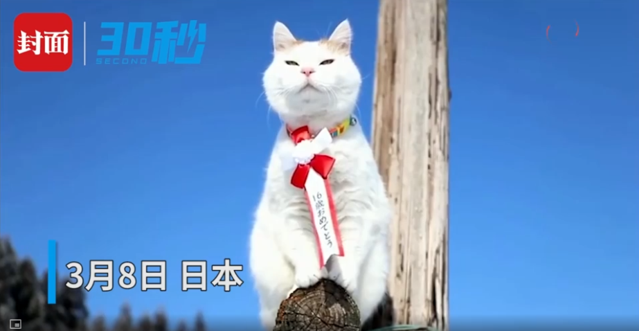 日本网红猫“猫叔”去世 因可爱表情包风靡网络