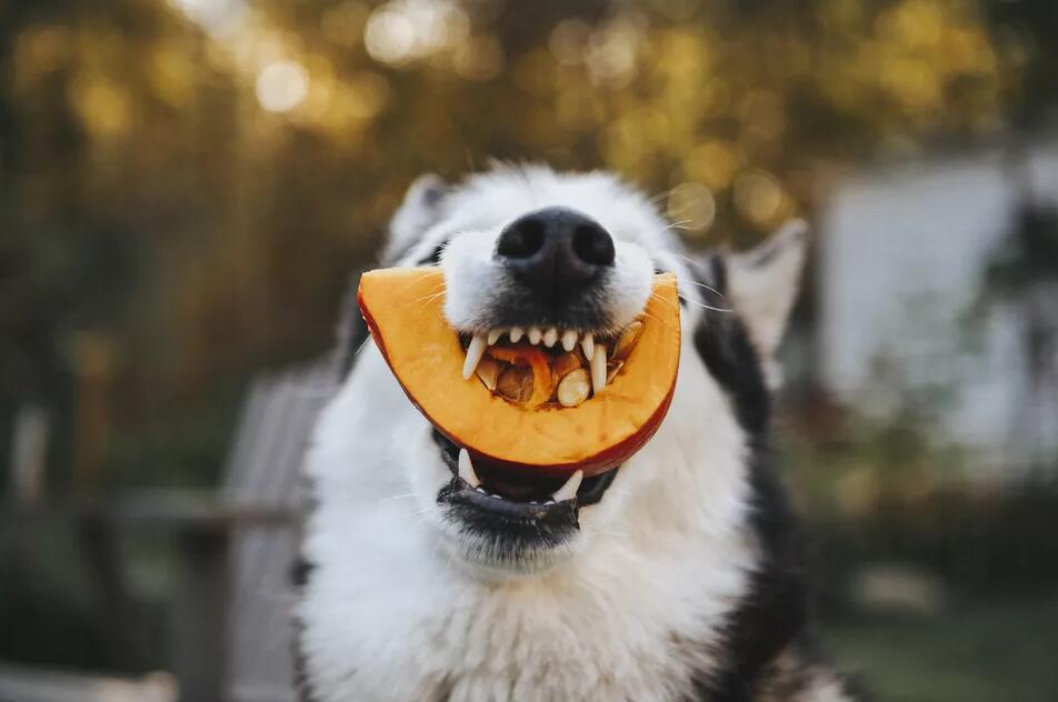 狗可以吃南瓜吗？