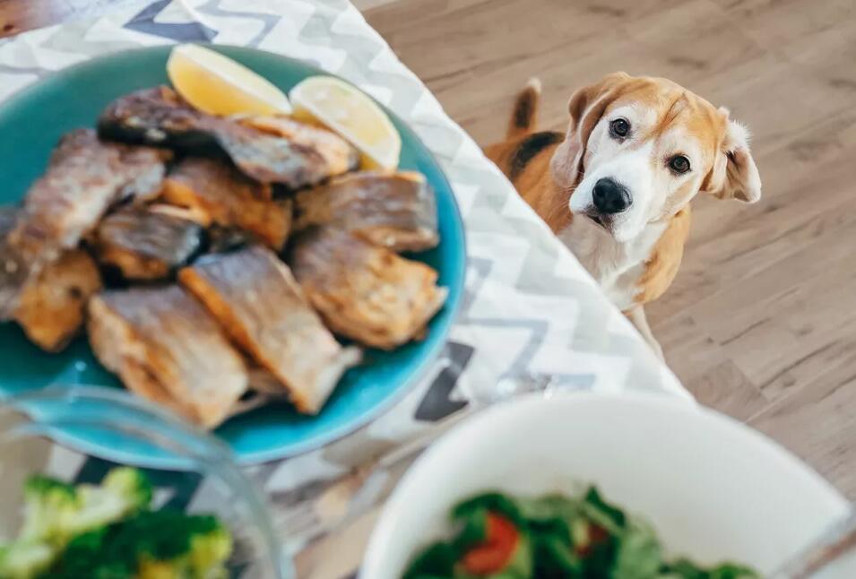 狗可以吃三文鱼吗？