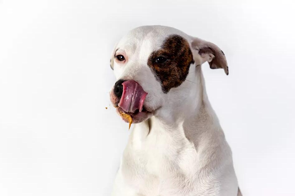 狗可以吃杏仁吗？