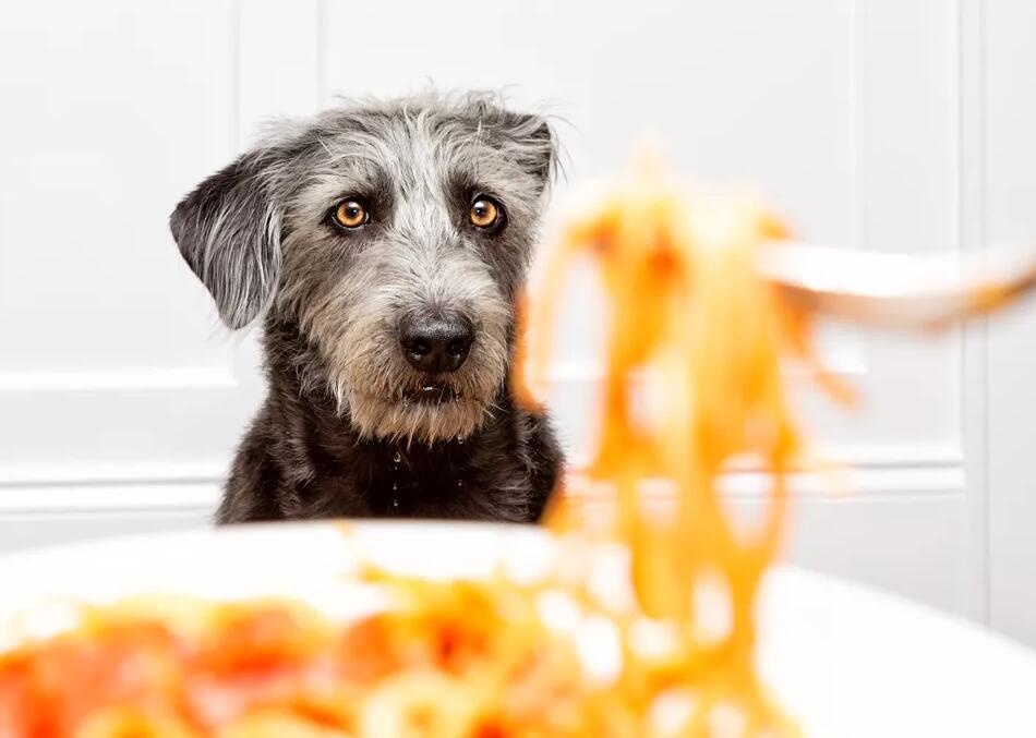 狗可以吃面食吗？