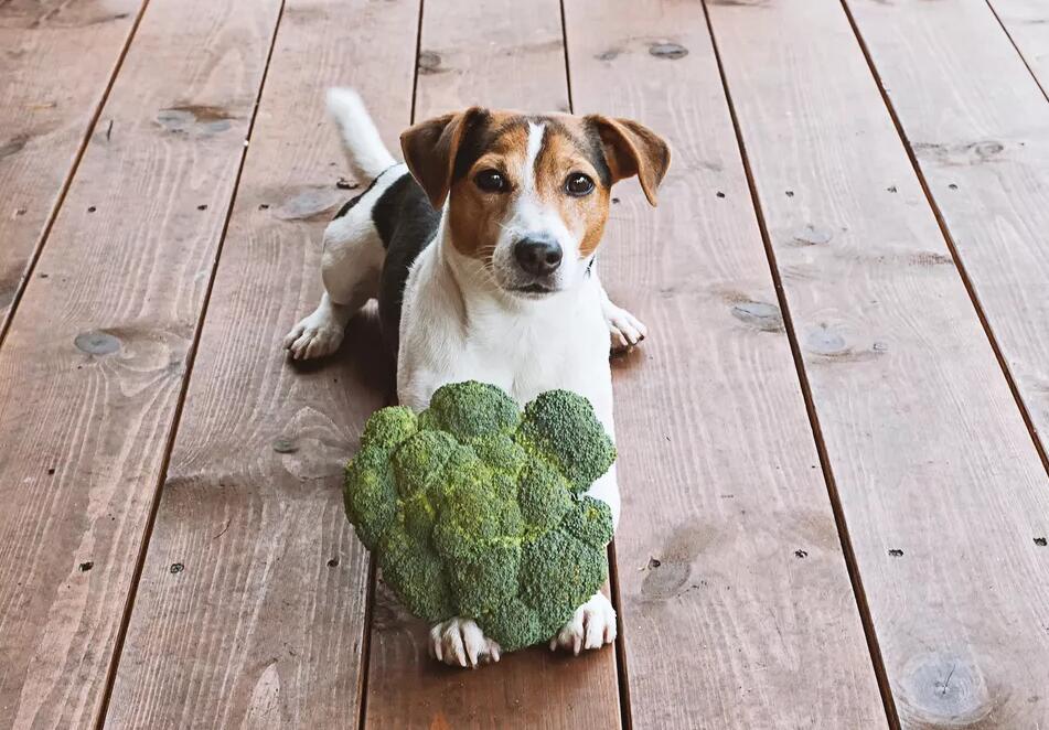 狗可以吃西兰花吗？