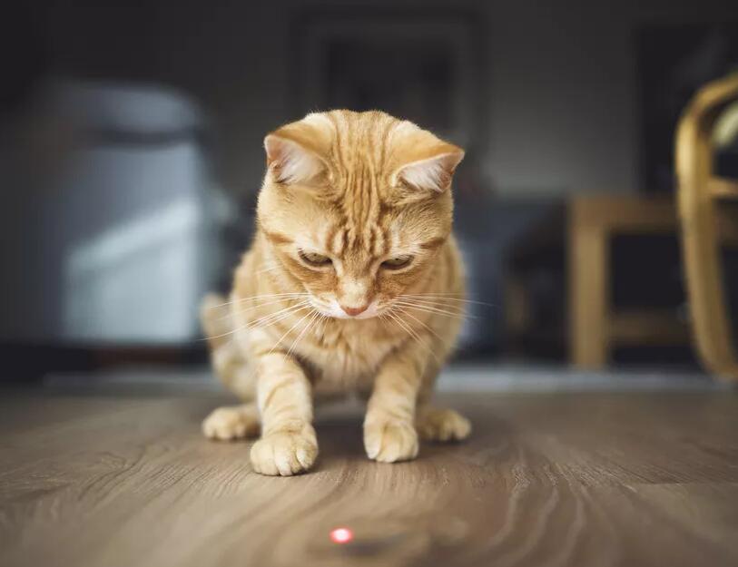猫为什么追逐激光？