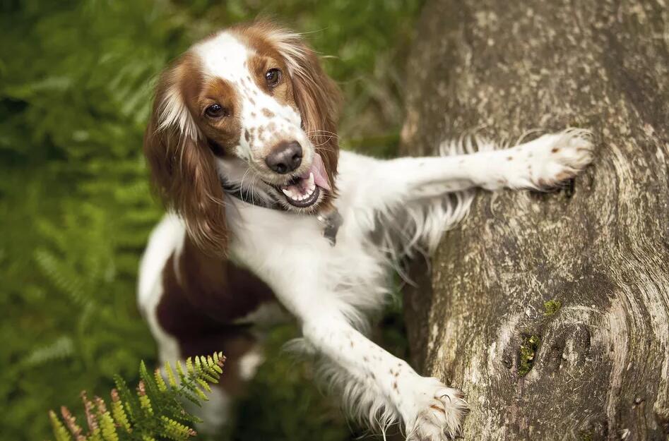 威尔士史宾格犬：狗的品种简介
