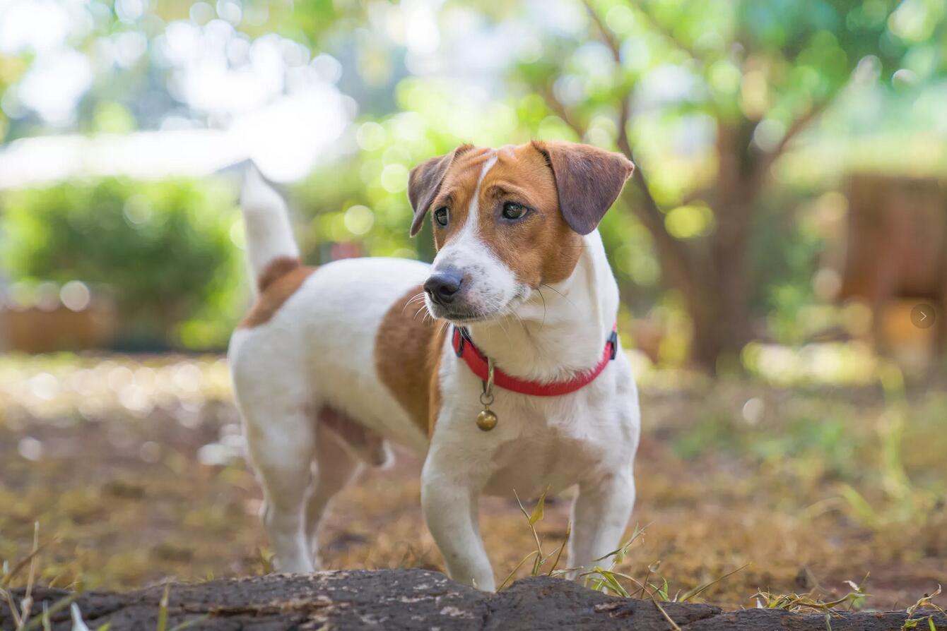 罗素梗犬哪种颜色好图片