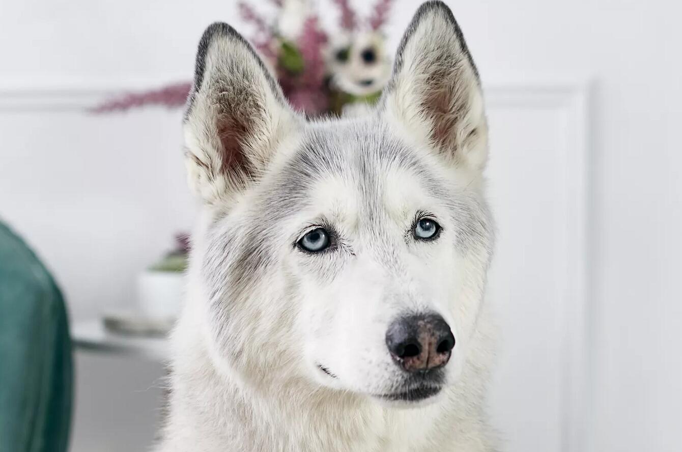 西伯利亚雪橇犬：狗的品种简介