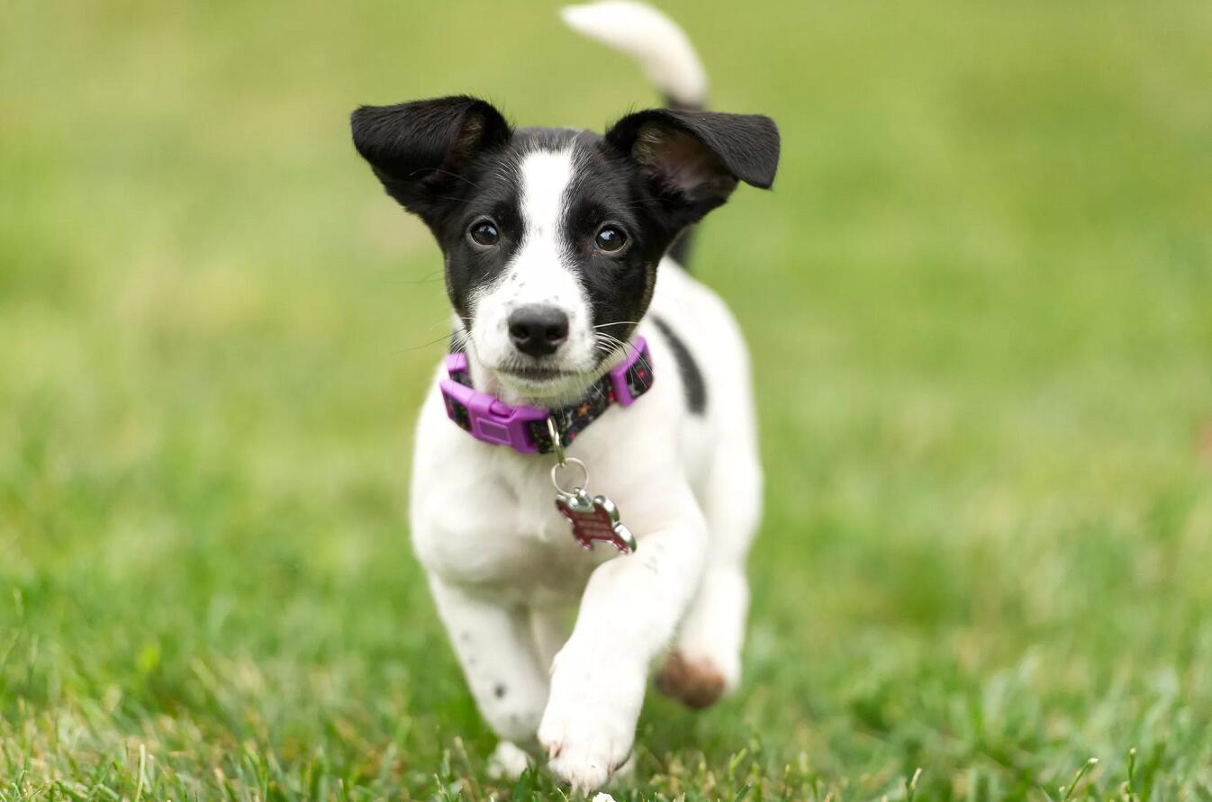 罗素梗犬哪种颜色好图片