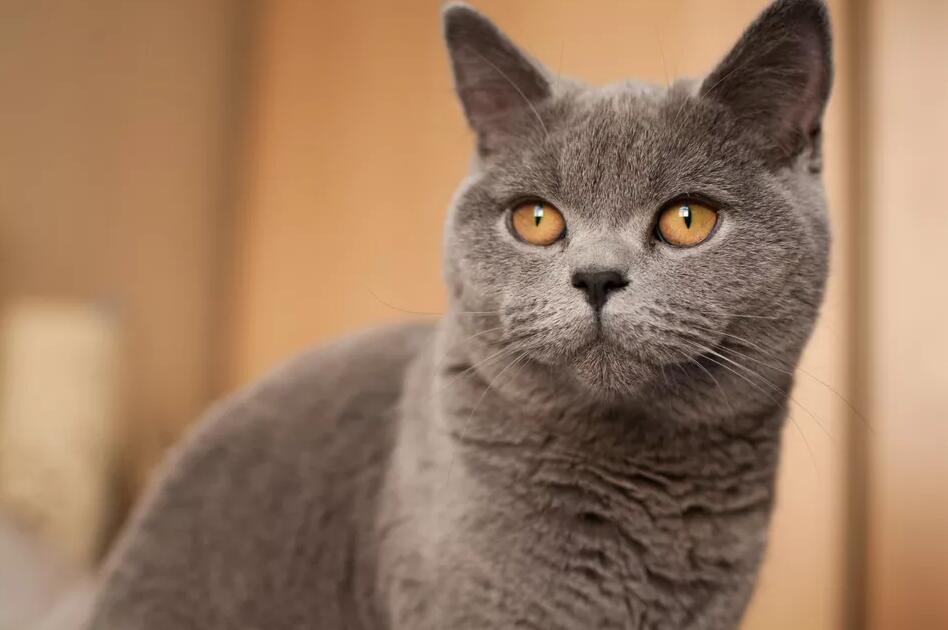 英国短毛猫（英国蓝）：猫品种简介